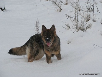 Sifra, een Oudduitse Herder in de diepe sneeuw